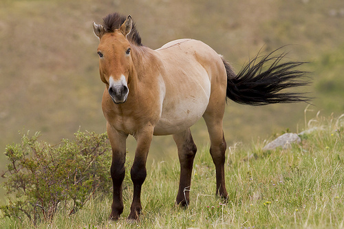 caballito