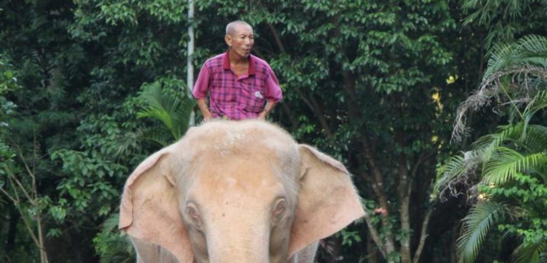 Encuentran un elefante blanco en Myanmar