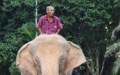 Encuentran un elefante blanco en Myanmar