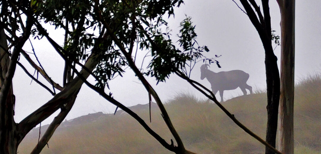 Parque Nacional De Eravikulam