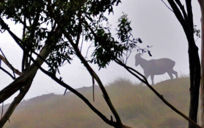 Parque Nacional De Eravikulam