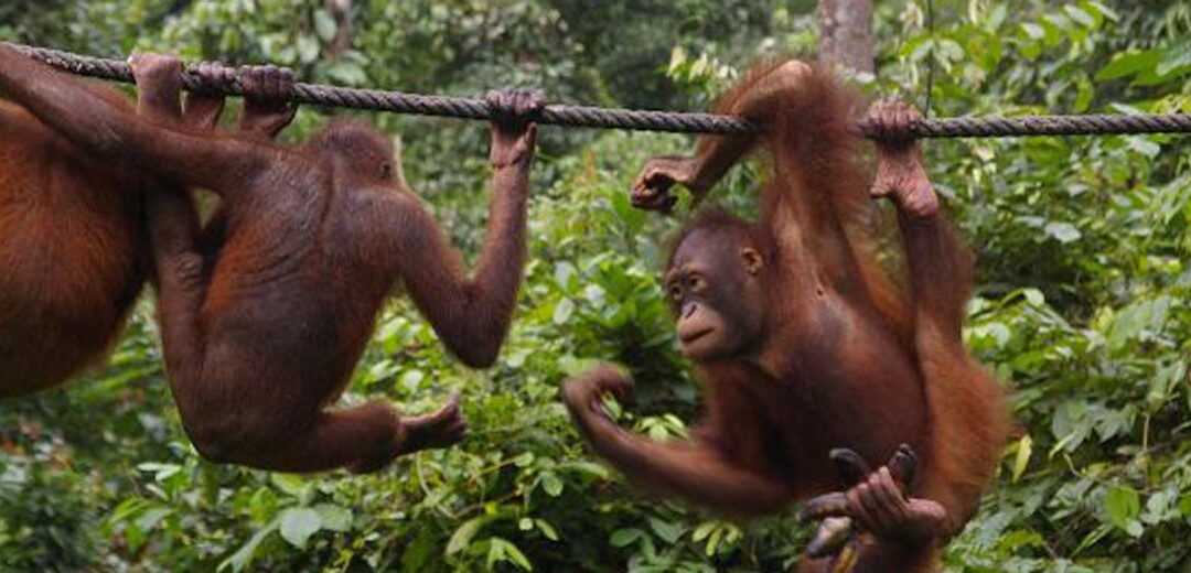 Sepilok, naturaleza de Borneo (Malasia)