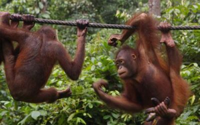 Sepilok, naturaleza de Borneo (Malasia)