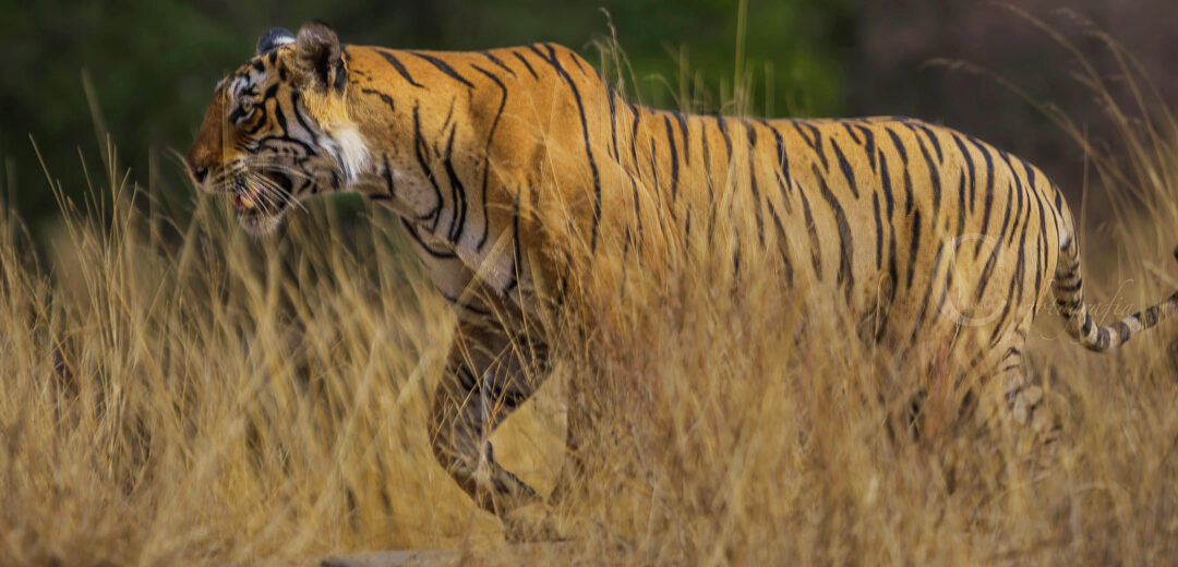 Safari en La India