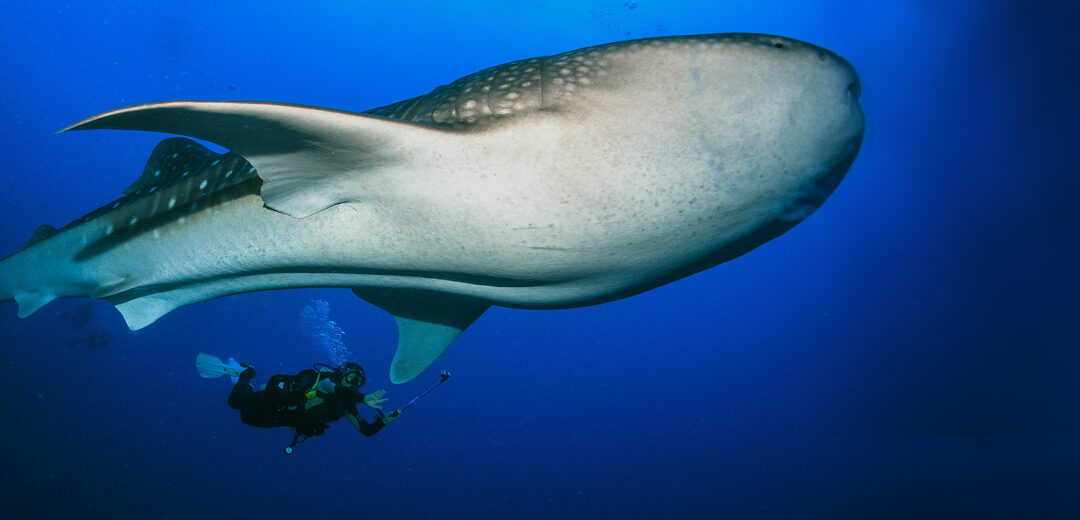 La meca tailandesa del submarinismo