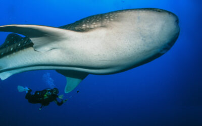 La meca tailandesa del submarinismo