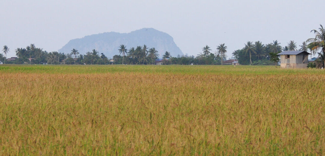 Kedah, el arrozal de Malasia