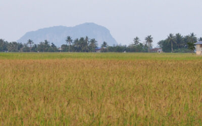 Kedah, el arrozal de Malasia