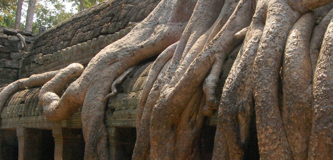 “Las vistas de los templos de Angkor en medio de la selva son impresionantes”