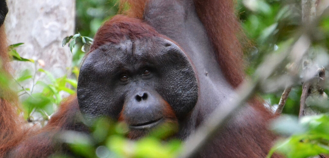 El Parque Nacional de Tanjung Puting en Indonesia
