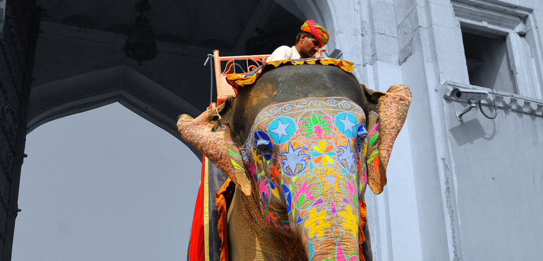 Descubre los elefantes en India
