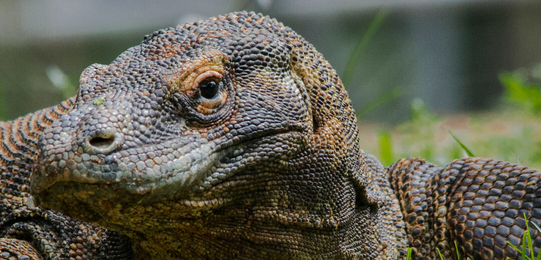 El dragón de Komodo