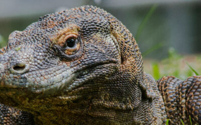 El dragón de Komodo