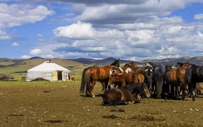 Las Yurtas de Mongolia