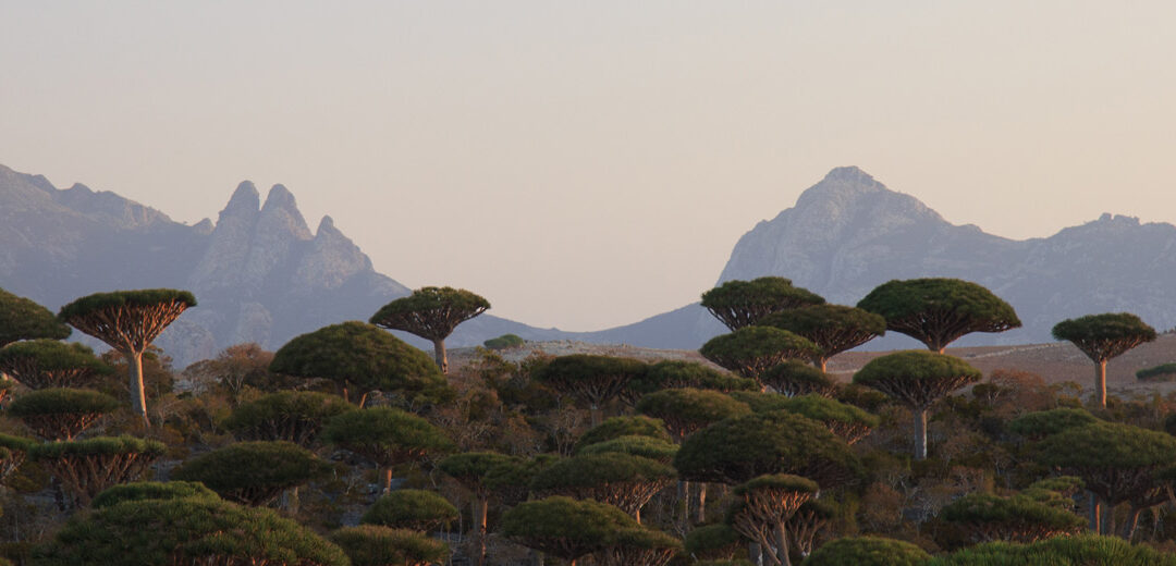 La isla de Socotra