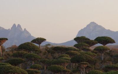 La isla de Socotra