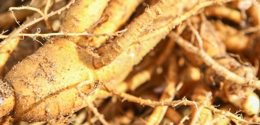 El ginseng de las montañas de Changbai, China