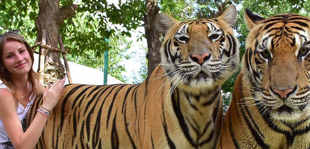 El reino de los tigres en Chiangmai, Tailandia