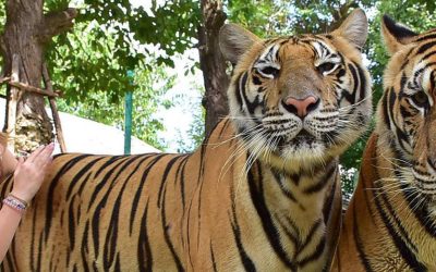 El reino de los tigres en Chiangmai, Tailandia