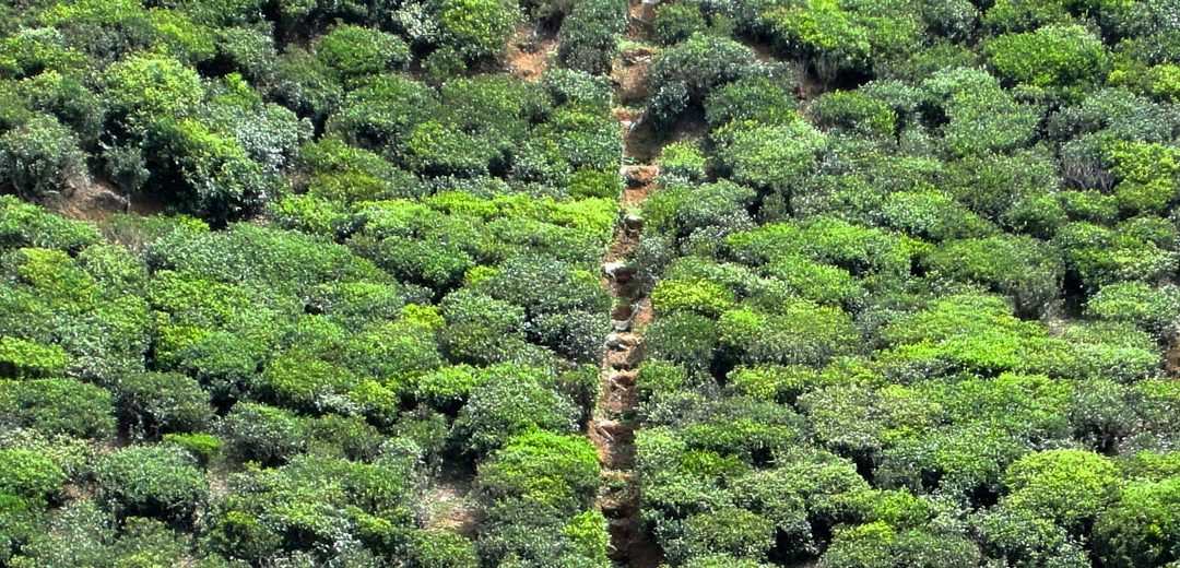 Nuwara Eliya
