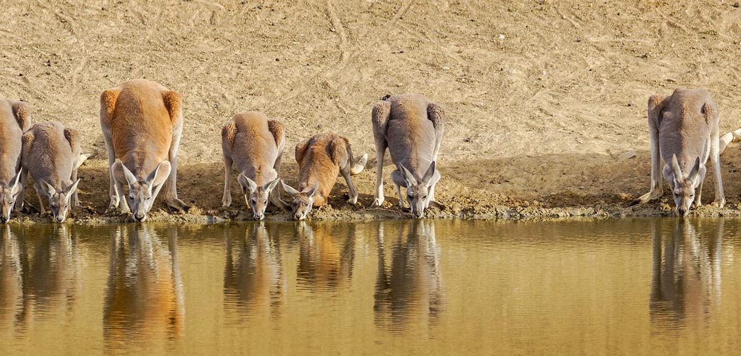 Los animales que tienes que ver en un viaje a Australia