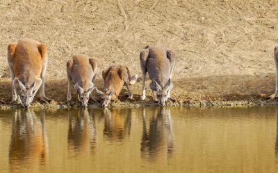 Los animales que tienes que ver en un viaje a Australia