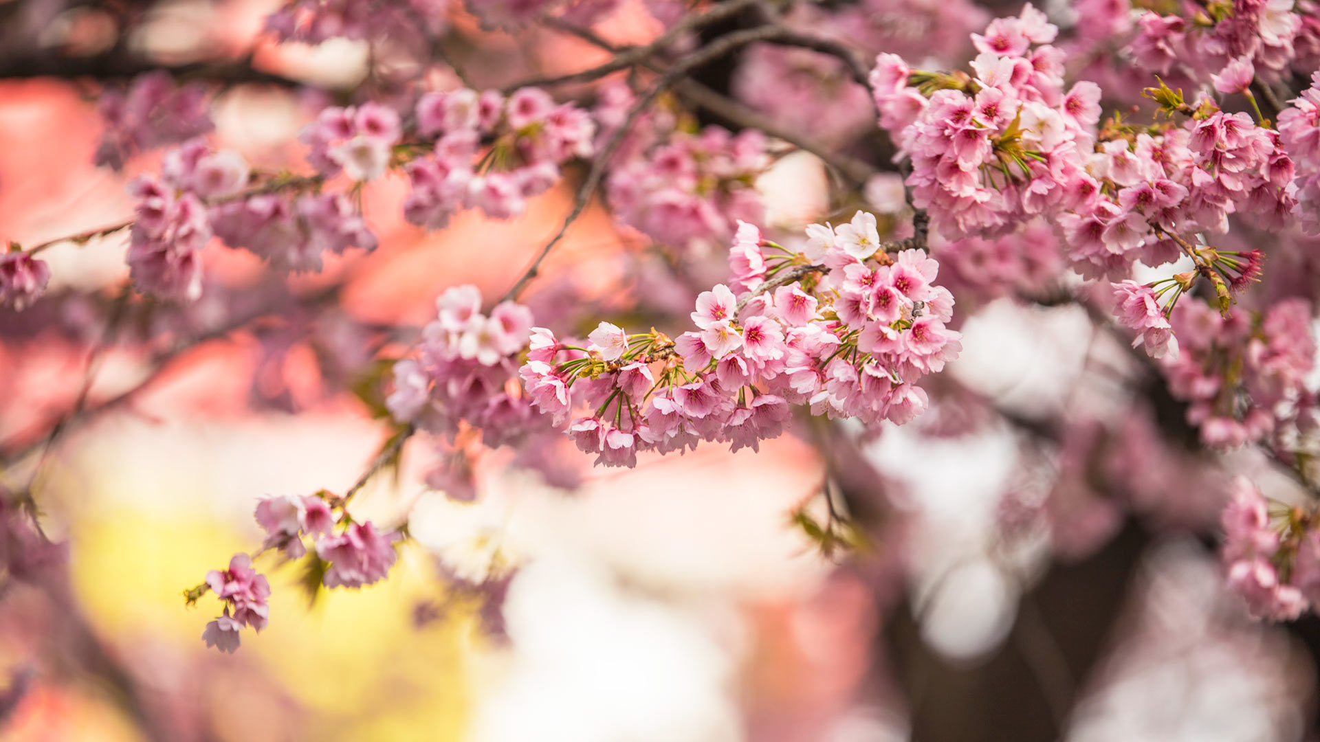 Conoces los cerezos en flor de Japón? - Blog de Hanyu