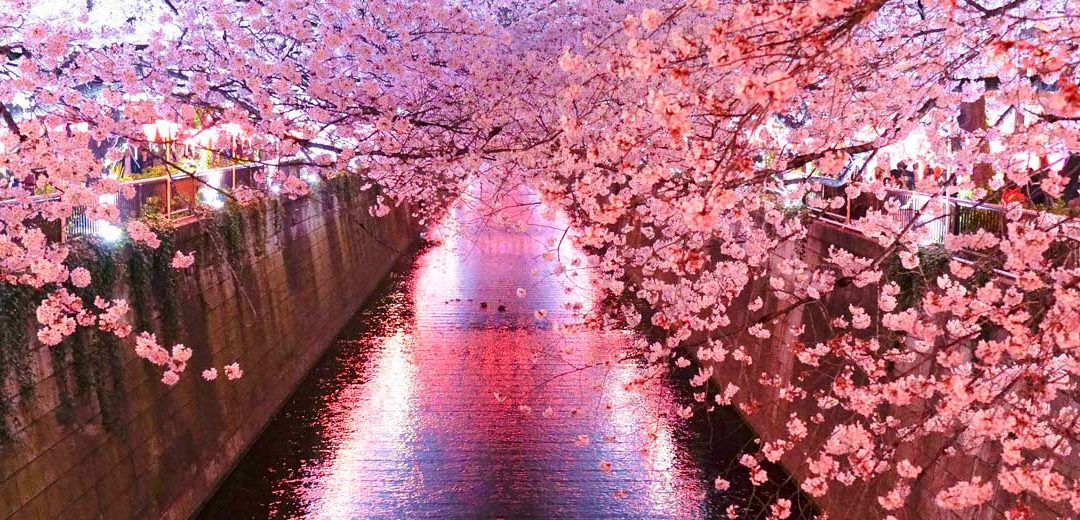 Cerezos en flor Japón 2020: todo lo que necesitas saber