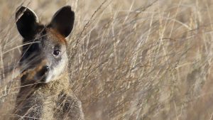 AUNZ Wallabies y Kiwis 20 días 1