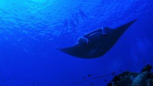 ID Bajo el Oceano Manta