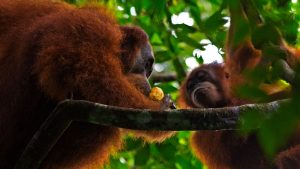 ID Gran Tour de Indonesia con Gili 19 días 4