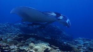 ID Nusa Penida el paraíso de la mantarraya 14 días 6