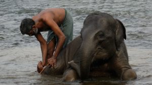 INLK Clásica India y Sri Lanka 13 días 1 1