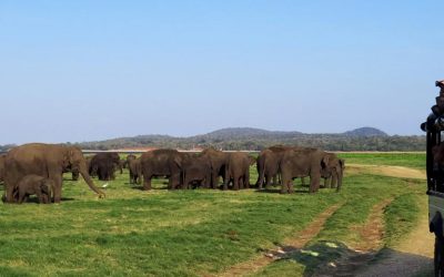 Viajar a Sri Lanka en familia: qué ver y qué hacer