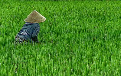 El Vietnam más tradicional: un país de aldeas y campos