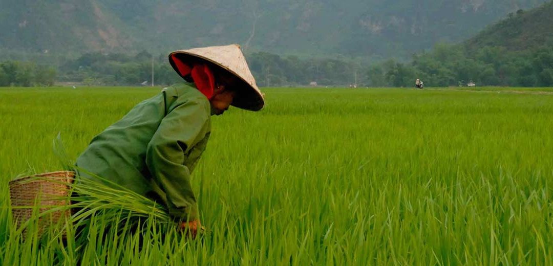 El Vietnam más tradicional: un país de aldeas y campos