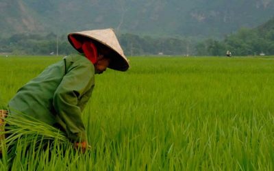 El Vietnam más tradicional: un país de aldeas y campos