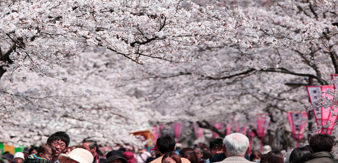 Pronósticos de Sakura 2023: dónde ver los Cerezos en Flor en Japón