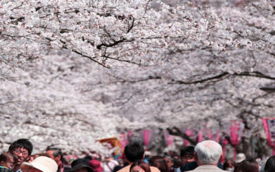 Pronósticos de Sakura 2023: dónde ver los Cerezos en Flor en Japón