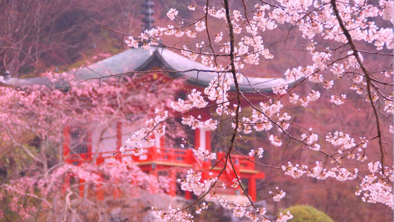 Asayu Japan Incienso Japonés Premium De Flor De Cerezo Sakura - Varillas De Bajo Humo Para Calma