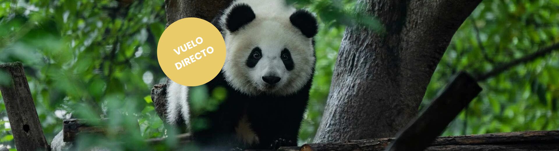 China Salida Exclusiva: Paisajes De Avatar, Cataratas y Pandas 1 Ago 26