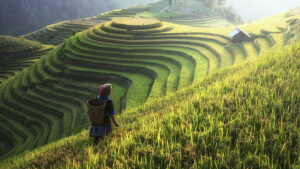 Vietnam