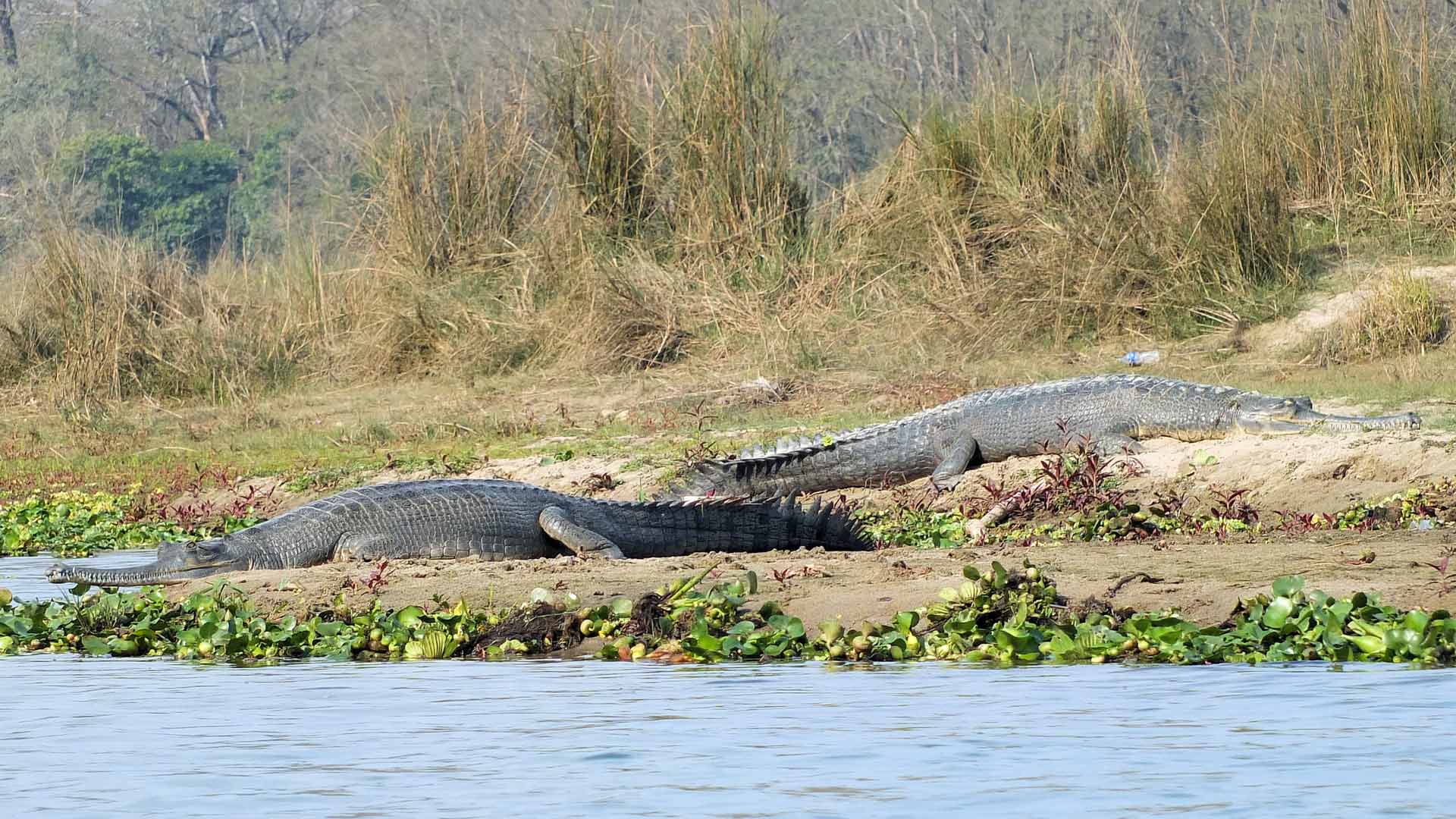 Cocodrilos en Chitwan