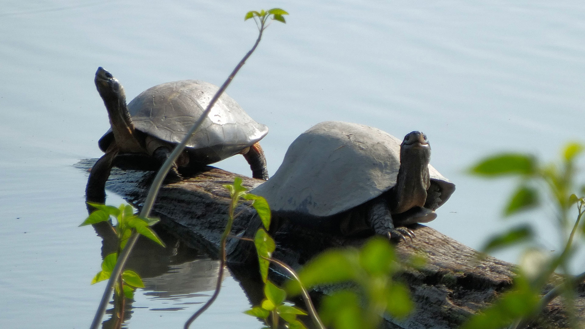 tortuga en Chitwan