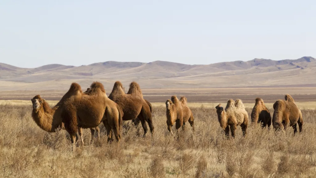 13 jul. Bayangobi — Mongolia con Festival Naadam