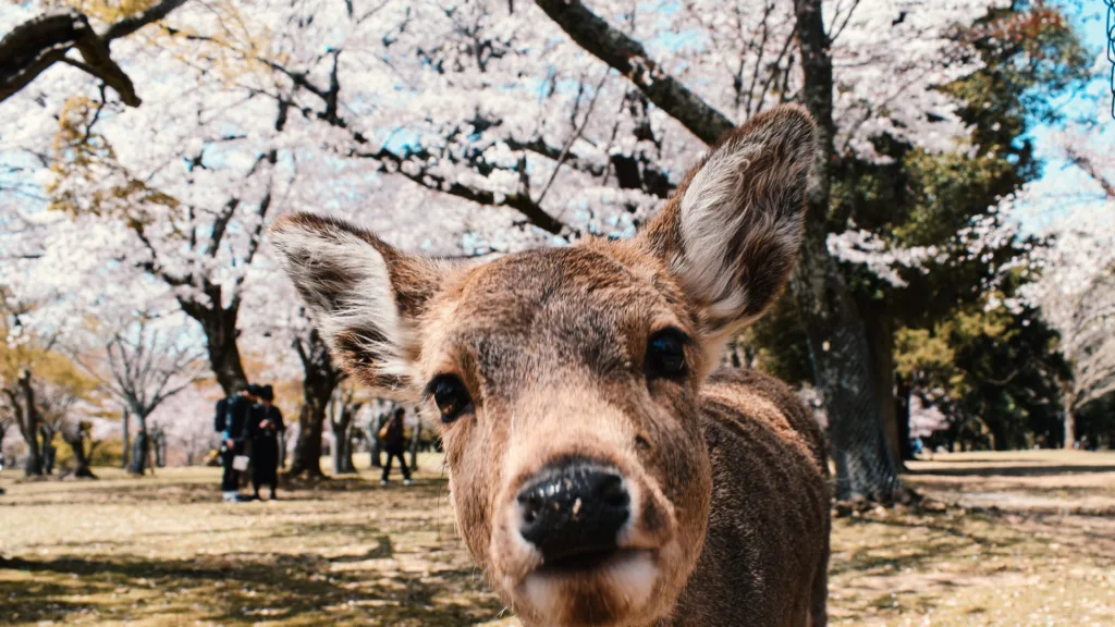 Japón y China · Japón, tradición, templos y paisajes