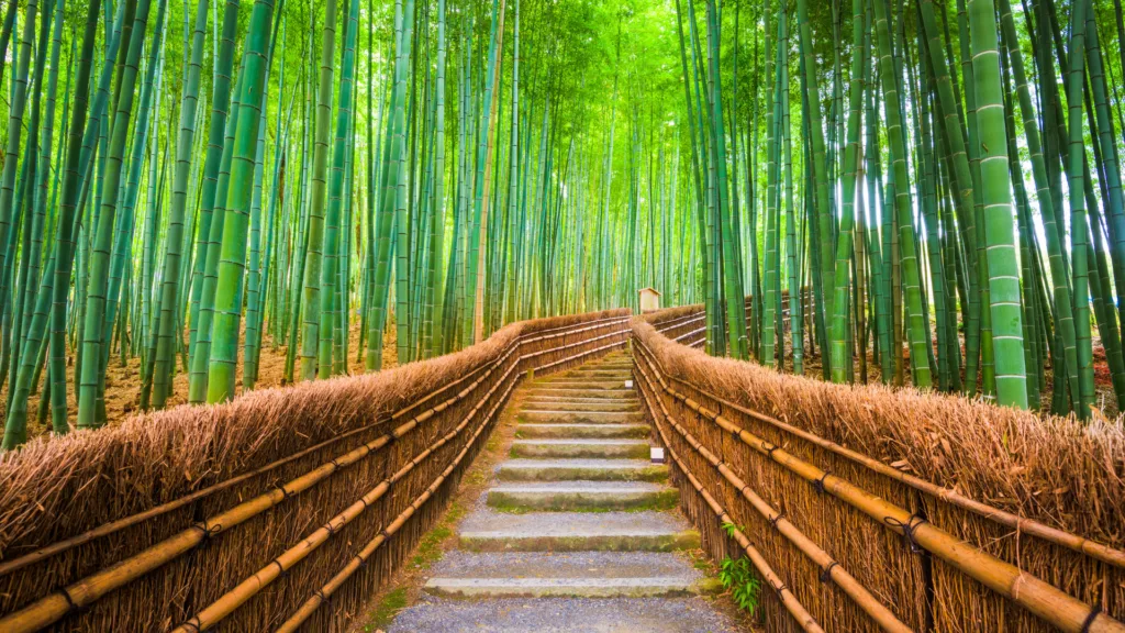 Japón y Tailandia · Japón: grandes ciudades, patrimonio y paisajes