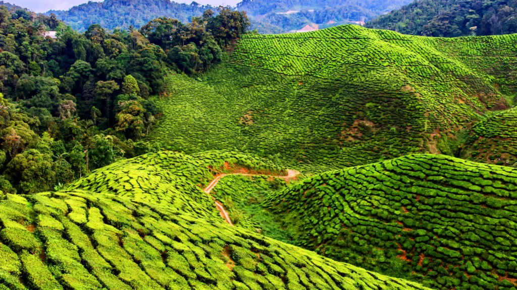 Malasia, Indonesia y Singapur · Malasia: ciudades, patrimonio y naturaleza