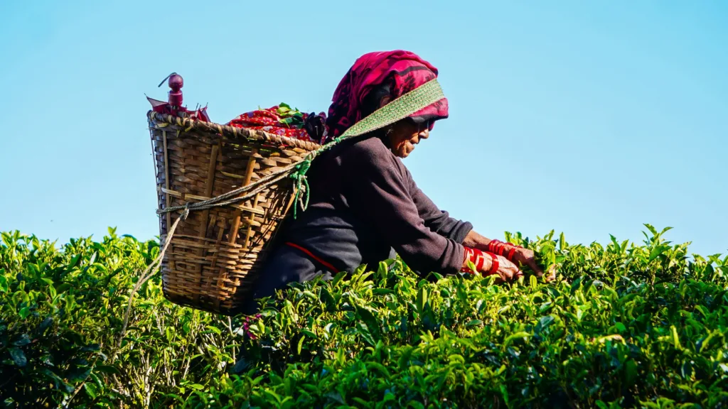 India y Bután · India, entre plantaciones de té, monasterios y paisajes del Himalaya oriental