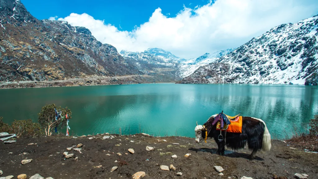 India y Bután · India, entre plantaciones de té, monasterios y paisajes del Himalaya oriental